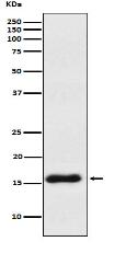 VAMP1 Antibody