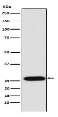 LIN28 Antibody