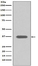 MSI2 Antibody