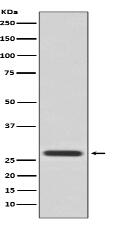 14-3-3 Theta Antibody