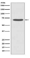 Phospho-PKC zeta (T560) Antibody