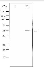 AML1 Antibody