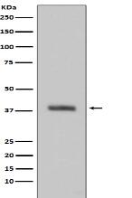 HTRA2 Antibody