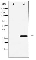 p27 Kip1 Antibody