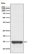 TWEAKR Antibody