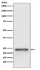 Ubiquitin D Antibody