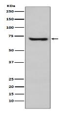 HSPA2 Antibody