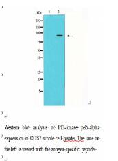 PI3-kinase p85-alpha Antibody