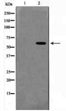 Phospho-ERK8(Thr175+Tyr177) Antibody