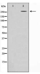 ACC1 Antibody