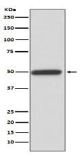 Cyclin A2 Antibody