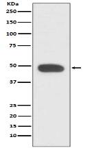 PAX6 Antibody