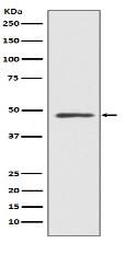 MEK7 Antibody