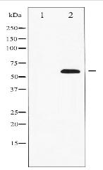 Paxillin Antibody