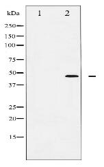 Phospho-c-Jun (Thr239) Antibody