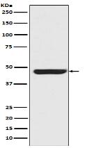 Cytokeratin 20 Antibody