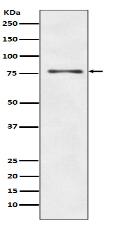 IKK alpha+beta Antibody