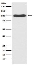 CDC5 Antibody