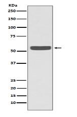 Cytokeratin 2e Antibody