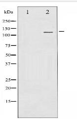 VE-Cadherin Antibody