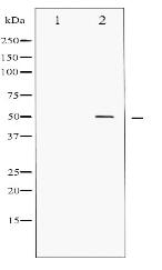 Phospho-AML1 (Ser276) Antibody