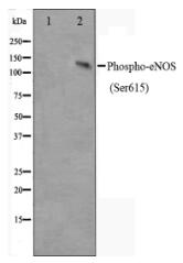 Phospho-eNOS(Ser615) Antibody