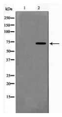 FKHR Antibody