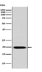 Caveolin-2 Antibody