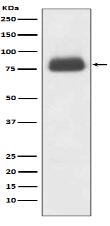 CD36 Antibody