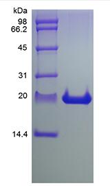 Recombinant Rat Fibroblast Growth Factor 21