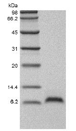 Recombinant Murine Epidermal Growth Factor