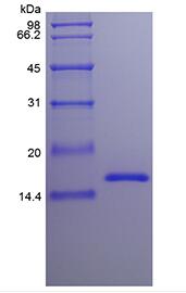 Recombinant Murine Interleukin-22