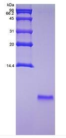 Recombinant Exendin-4