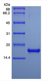 Recombinant Human Pleiotrophin