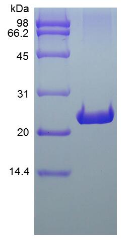 Recombinant Rat Fibroblast Growth Factor 9