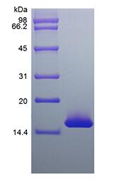 Recombinant Murine SF-20/IL-25