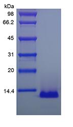 Recombinant Human Eotaxin-3/CCL26