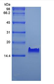 Recombinant Human Betacellulin