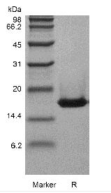Recombinant Murine Interleukin-36 gamma, 152a.a.