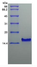 Recombinant Human Thymus Expressed Chemokine/CCL25