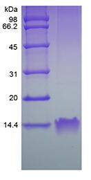 Recombinant Human Macrophage Inflammatory Protein-1 alpha/CCL3