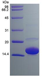 Recombinant Human Cu/Zn Superoxide Dismutase