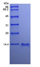 Recombinant Human gamma-Interferon Inducible Protein 10/CXCL10