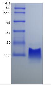 Recombinant Rhesus Macaque gamma-Interferon Inducible Protein 10/CXCL10