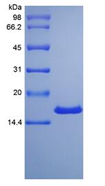 Recombinant Rat Midkine