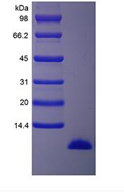 Recombinant Human Insulin-like Growth Factor-1, 15N Stable Isotope Labeled