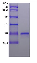 Recombinant Ovine Interferon-tau