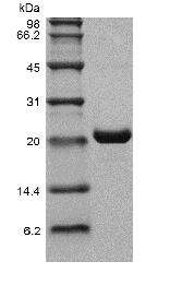 Recombinant Human Novel Neurtrophin-1/B-Cell Stimulating Factor-3