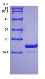 Recombinant Rat Interleukin-21