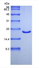 Recombinant Human Interferon-alpha2b, Yeast